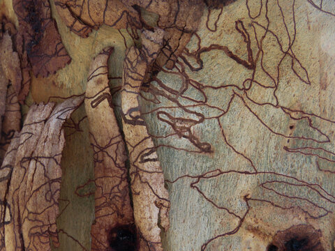 Scribbly gum bark peeling off new growth