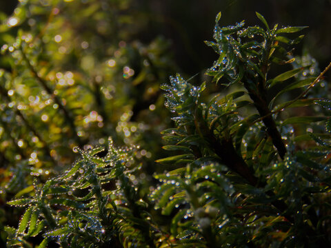 Sunlight on water beaded edges of tiny curving leaves