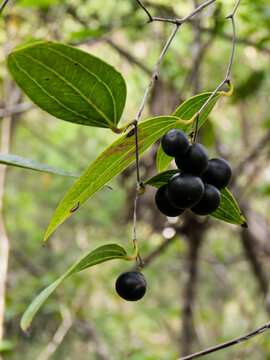 Native 'Sasparilla' fruit and leaves in the bushland