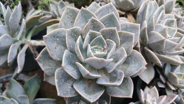 Succulent plant green rosette leaf nature garden closeup outdoor fresh beautiful natural pattern texture tropical decorative botany flora growth
