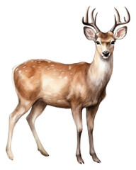 Fototapeta premium PNG Deer Realistic watercolor wildlife animal mammal.