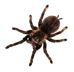 Top view of female adult Curly Hair Tarantula aka Tliltocatl albopilosus, standing. Isolated cutout on a transparent background.