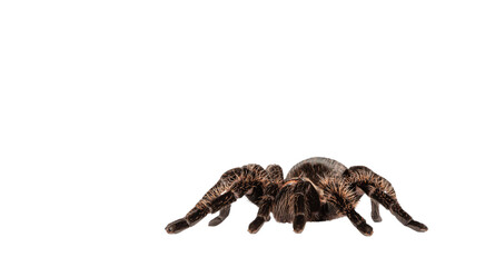 Side view of female adult Curly Hair Tarantula aka Tliltocatl albopilosus, standing. Isolated cutout on a transparent background.