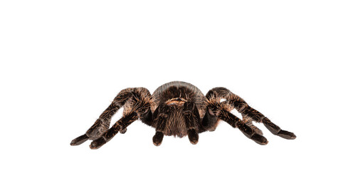 Front view of female adult Curly Hair Tarantula aka Tliltocatl albopilosus, standing. Isolated cutout on a transparent background.