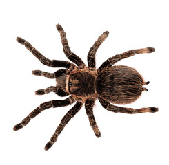 Top view of female adult Curly Hair Tarantula aka Tliltocatl albopilosus, standing. Isolated cutout on a transparent background.