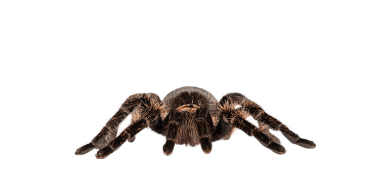 Front view of female adult Curly Hair Tarantula aka Tliltocatl albopilosus, standing. Isolated cutout on a transparent background.