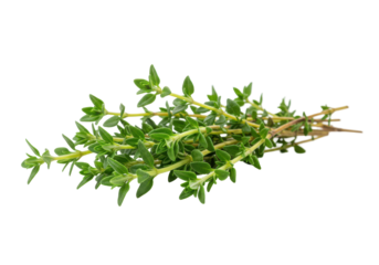 Fresh thyme sprigs isolated on white background