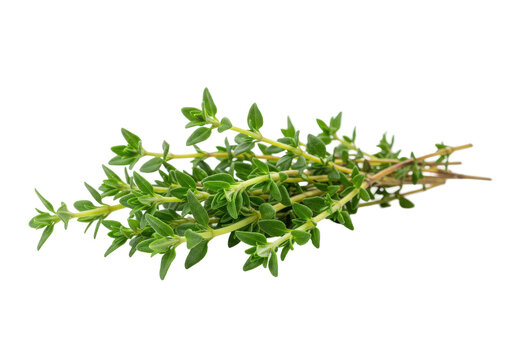 Fresh thyme sprigs isolated on white background