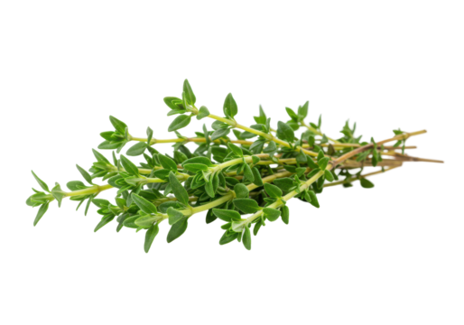 Fresh thyme sprigs isolated on white background