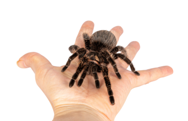 Top view of female adult Curly Hair Tarantula aka Tliltocatl albopilosus, standing on human hand. Isolated cutout on a transparent background.