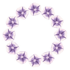 Botanical floral round wreath morning glory purple flowers watercolor. Round border. Floral frame circle. Hand drawn illustration isolated background. For print, cards design poster, gift wrap wedding