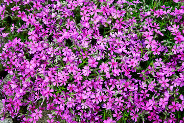 Moss phlox plant. Creeping phlox  