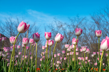 Obraz premium Tulips blooming in flowers in spring