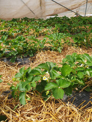 Erdbeerfelder unter Folientunnel