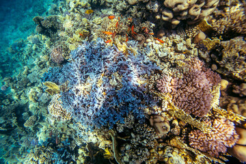 Red Sea | Egypt | Marsa Alam | Hurghada | Scuba | Marine Life | Corals