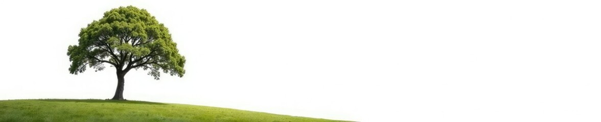 Fototapeta premium A solitary tree's branches stretch towards the sky on a pure white background, landscape, organic