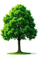 Fototapeta premium Large green deciduous tree, lush foliage, isolated , vibrant, summer