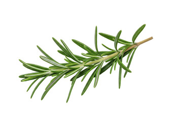 Fototapeta premium A fresh sprig of rosemary, its slender green leaves extending gracefully, set against a clean white background