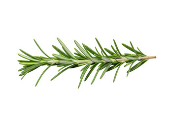 Fototapeta premium Sprig of rosemary isolated on white background