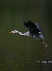flying grey heron