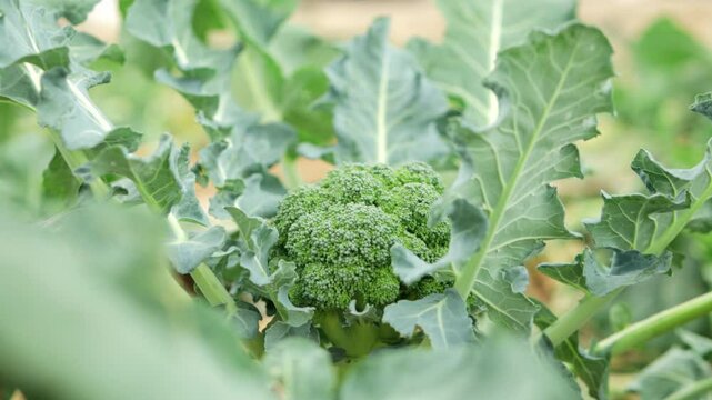 Mature broccoli heads growing amid verdant foliage in agricultural setting, showcasing organic vegetable development within green farmland