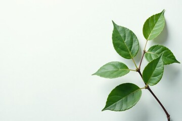 Delicate leaf clusters on a plain white surface, minimalist, botanical, leaves