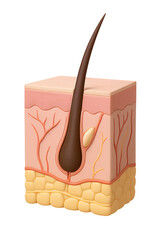 Human Skin Layer Illustration with Hair Follicle