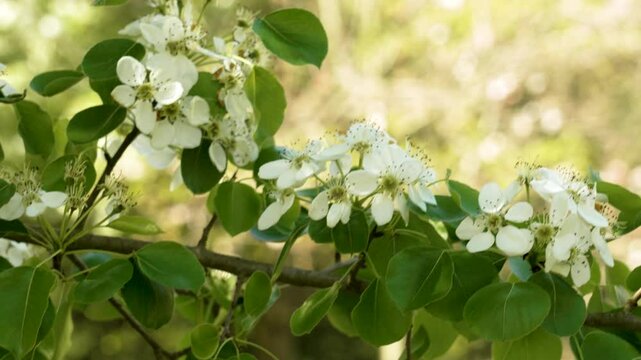 White flowers of a flowering fruit pear tree. Wild Pyrus pyraster bloom
