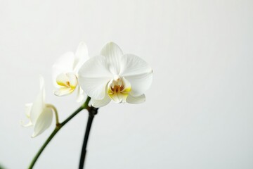 Delicate white orchid blossom against pure white backdrop, macro photography, floral