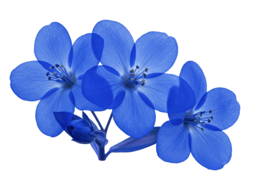 Vibrant blue flowers close-up isolated on white background