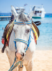 Red Sea life | Egypt | Marsa Alam | Hurghada | Scuba