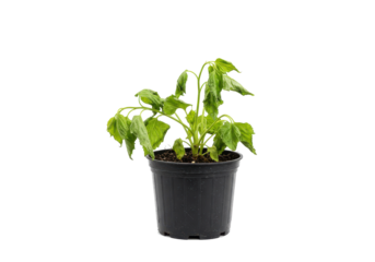 Wilting plant in pot isolated on white background