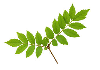 Fototapeta premium Green leaves on branch isolated on white background