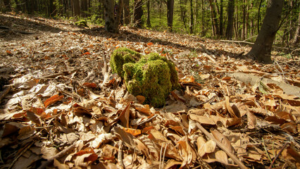 A moss-covered tree stump surrounded by fallen leaves in a forest