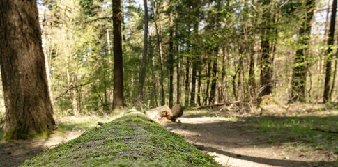 A fallen tree covered in moss in a pine forest, blending with the surrounding greenery.