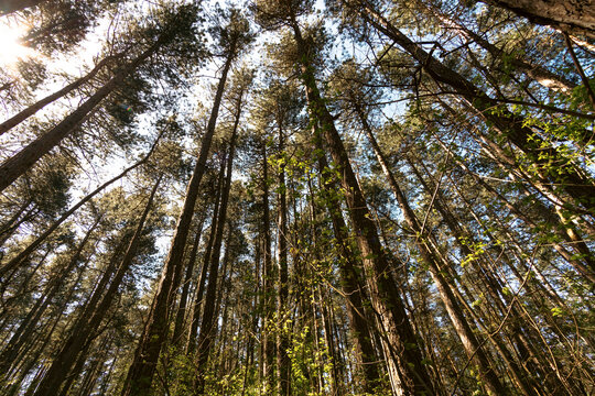 A shot taken from below, capturing the crowns of pine trees against the sky