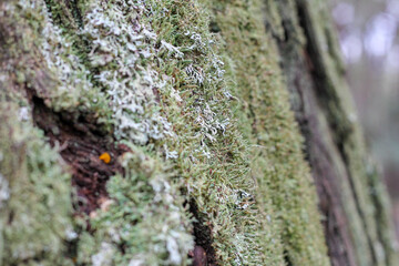 Close up of lichen on tree