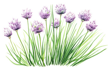 Fototapeta premium PNG Chives herb blossom flower plant.