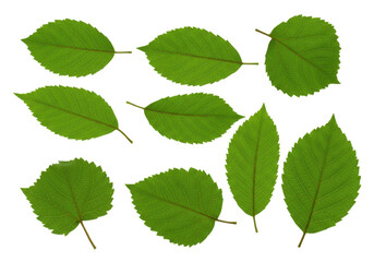 Fototapeta premium Arrangement of green leaves isolated on white background