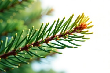 Single isolated pine branch on white background with subtle sunlit glow, tree, forestry