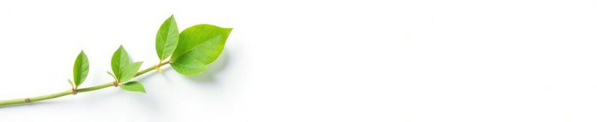 Obraz premium Single stem with small leaves isolated on white, stem, leaf