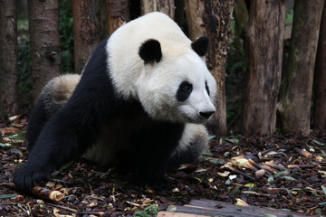 Fototapeta premium Sweet Fluffy Panda, He Ye , Chengdu, China