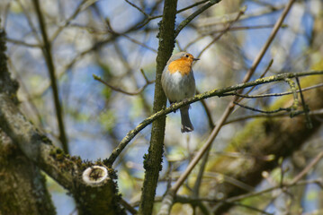 European robin (Erithacus rubecula) sitting on a tree branch in Zurich, Switzerland