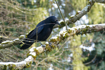 Carrion Crow (Corvus corone) sitting in a tree in Zurich, Switzerland