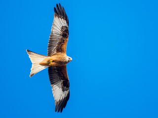 red kite in flight