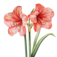 Elegant Pink Amaryllis Blooms on Green Stems in Lush Display
