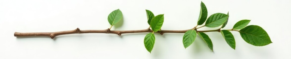 Fototapeta premium A single straight branch on a white surface with visible knots, leafy, botanical