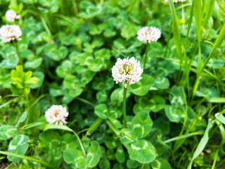 草むらに咲くシロツメクサ
