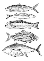 Vector illustration set of hand drawn fish in black and white. This vintage style sketch features various seafood species like tuna, herring, and trout, perfect for restaurant menus, kitchen decor