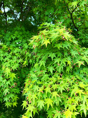 色鮮やかなイロハモミジ